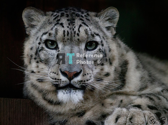 Snow leopard (slightly grainy)