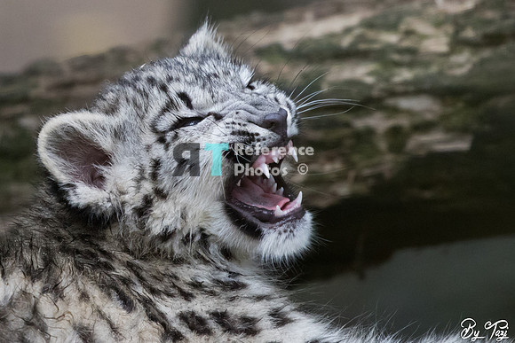 Snow leopard cub