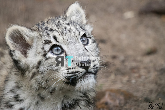Snow leopard cub