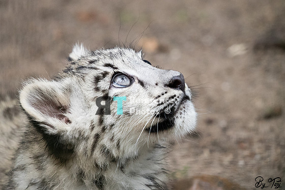 Snow leopard cub