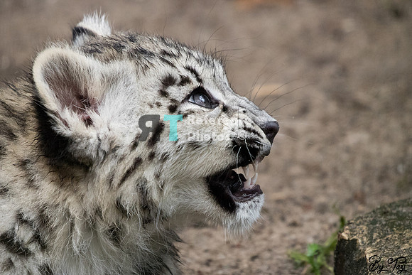 Snow leopard cub