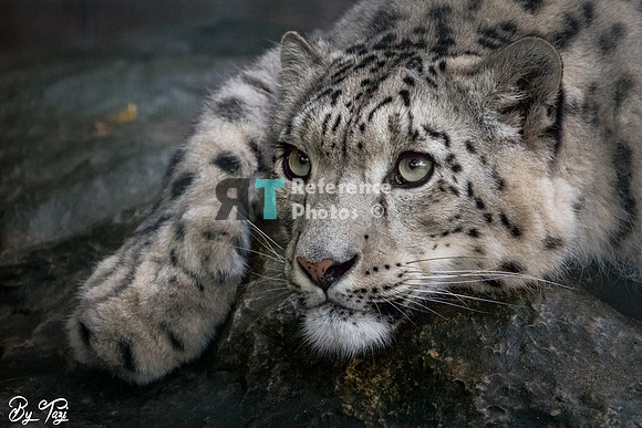 Snow leopard