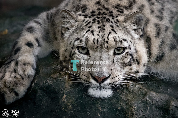 Snow leopard