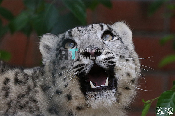 Snow leopard