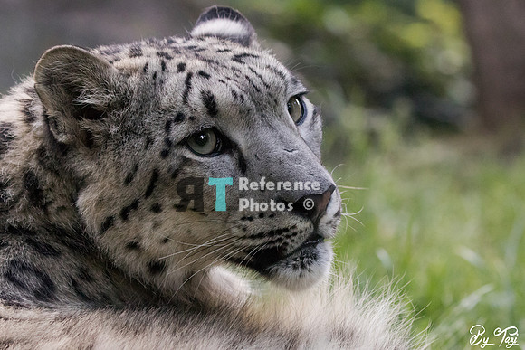 Snow leopard