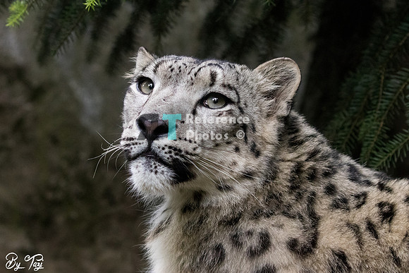 Snow leopard