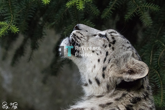 Snow leopard cub
