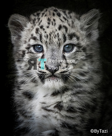 Snow leopard cub (Slightly grainy, but still detailed)