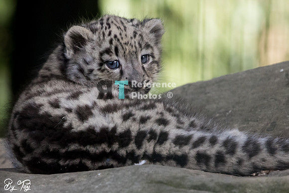 Snow leopard cub