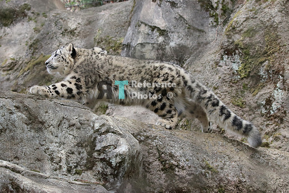 Snow leopard cub