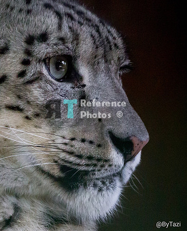 Snow leopard (Slightly grainy) profile