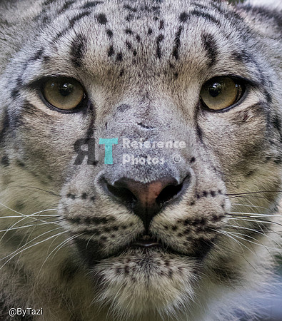 Snow leopard