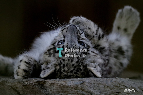Snow leopard cub