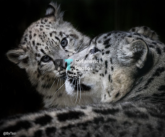 Snow leopard cub and mum