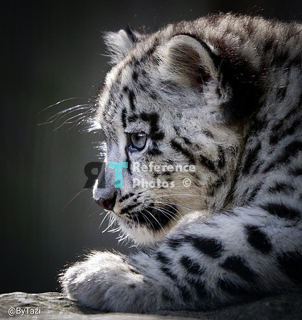 Snow leopard cub