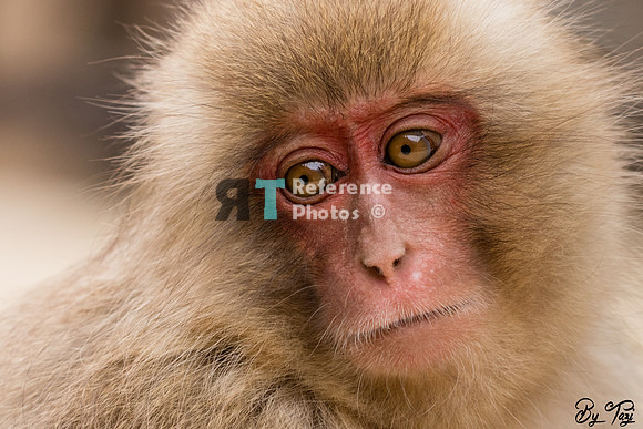 Snow monkey