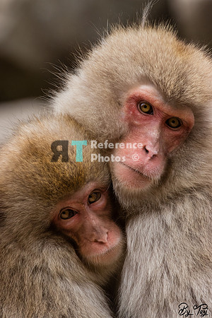 Snow monkeys