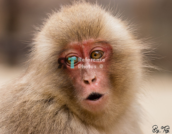 Snow monkey