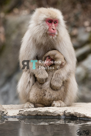 Snow monkeys