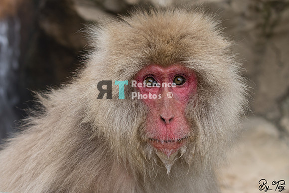 Snow monkey
