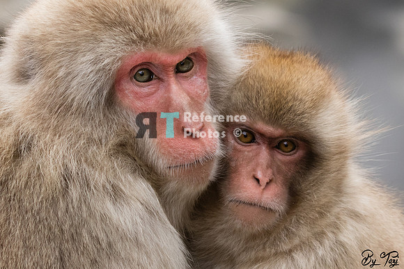 Snow monkeys