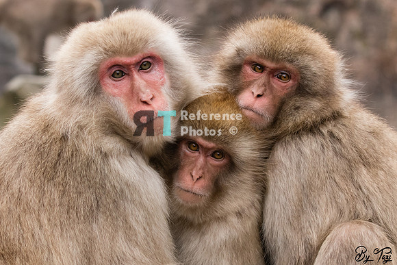 Snow monkeys