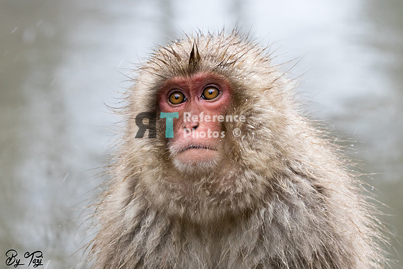 Snow monkey