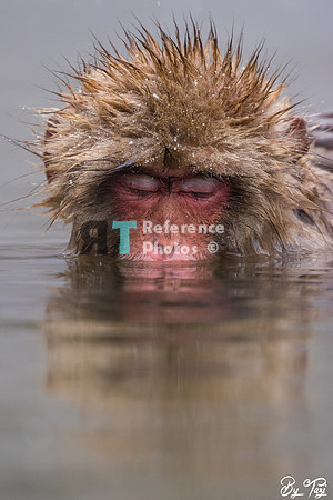 Snow monkey