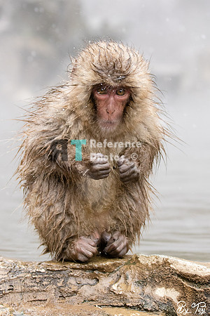 Snow monkey