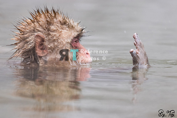 Snow monkey