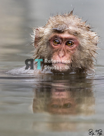 Snow monkey
