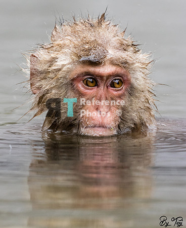 Snow monkey