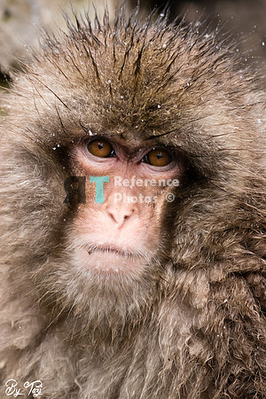 Snow monkey