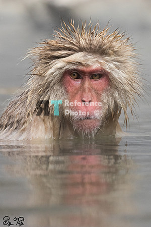 Snow monkey