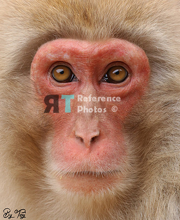 Snow monkey