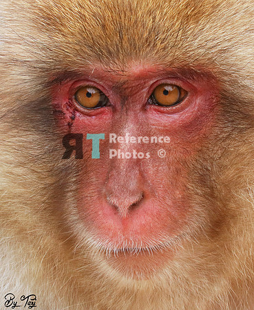 Snow monkey
