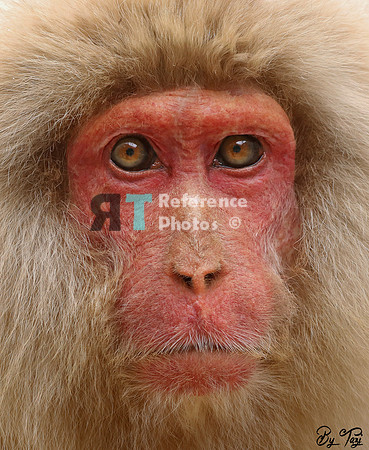 Snow monkey