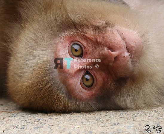 Snow monkey