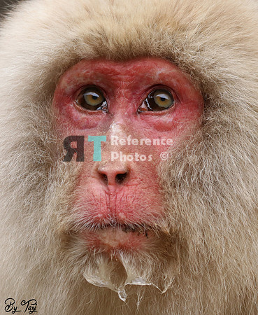 Snow monkey