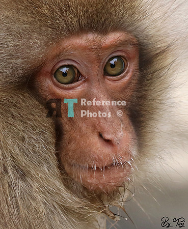 Snow monkey