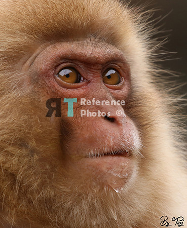 Snow monkey