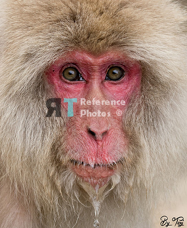 Snow monkey