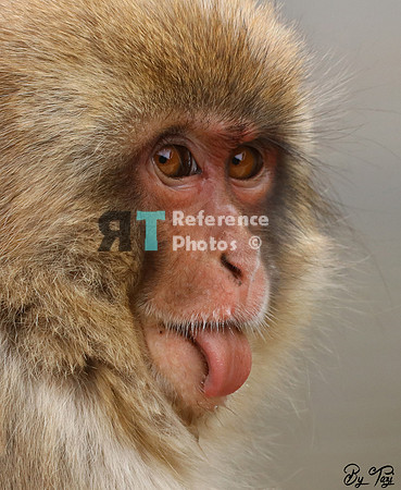 Snow monkey