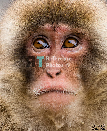 Snow monkey