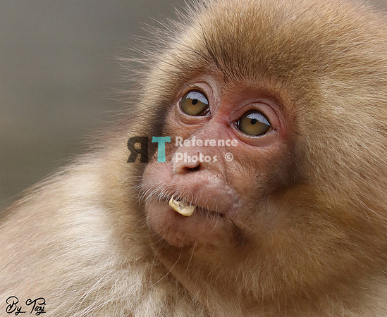 Snow monkey