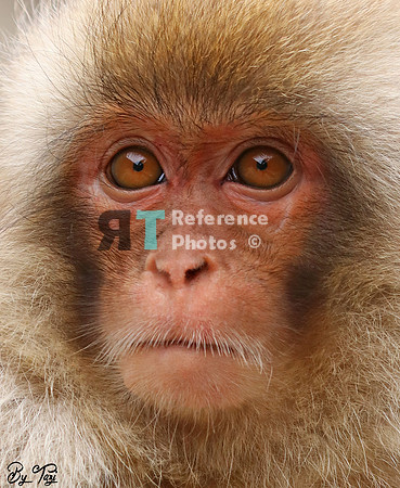 Snow monkey