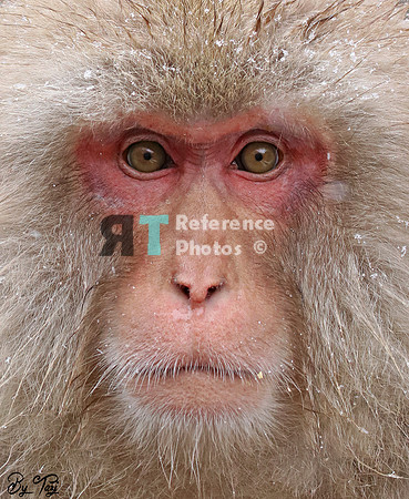 Snow monkey