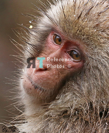 Snow monkey