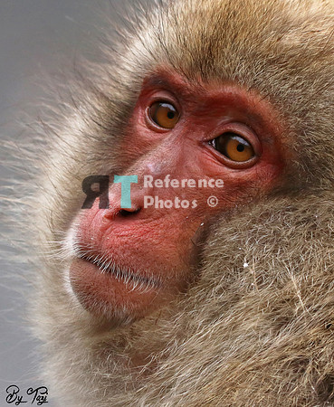 Snow monkey