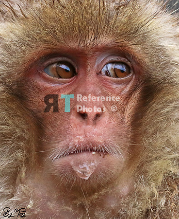 Snow monkey